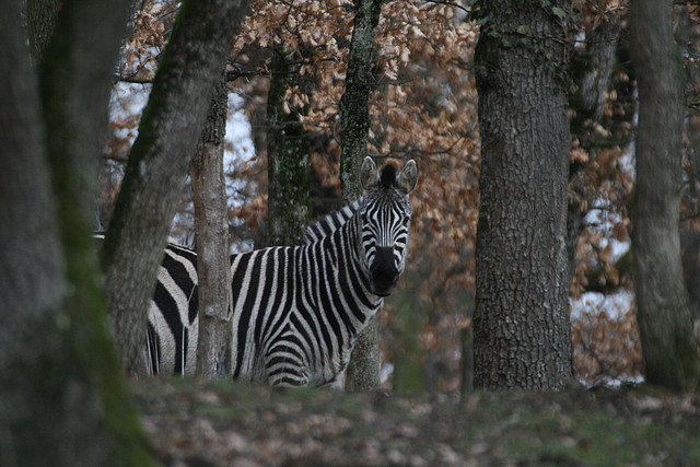 Zoo Lyon + Safari Peaugres febrer 2011 1530 Zoo Lyon + Safari Peaugres febrer 2011 1530