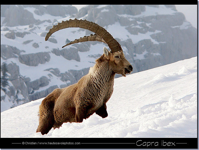 ibex