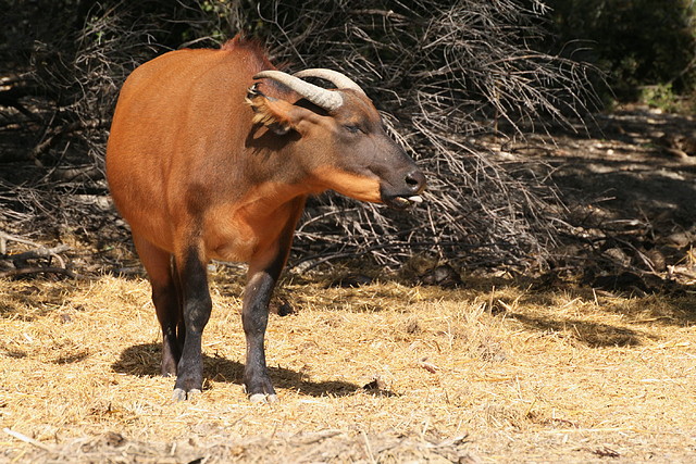 Zoo Lunaret + Sigean 18 i 19-09-10 2304 Zoo Lunaret + Sigean 18 i 19-09-10 2304