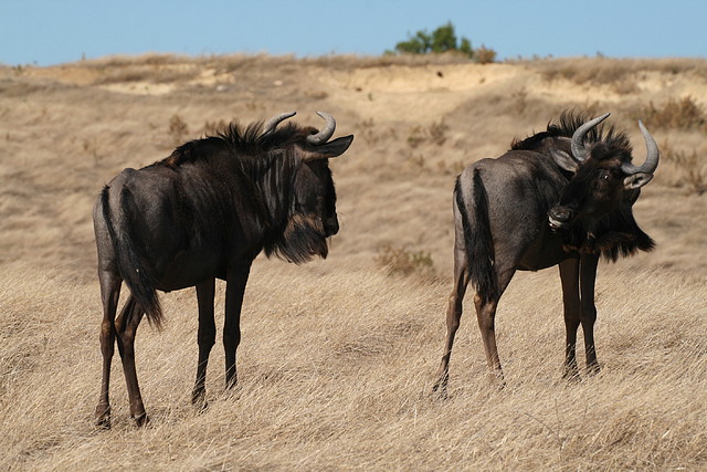 Zoo Lunaret + Sigean 18 i 19-09-10 2320 Zoo Lunaret + Sigean 18 i 19-09-10 2320
