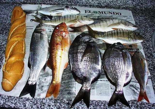 Pesca 25-04-2010 (1)