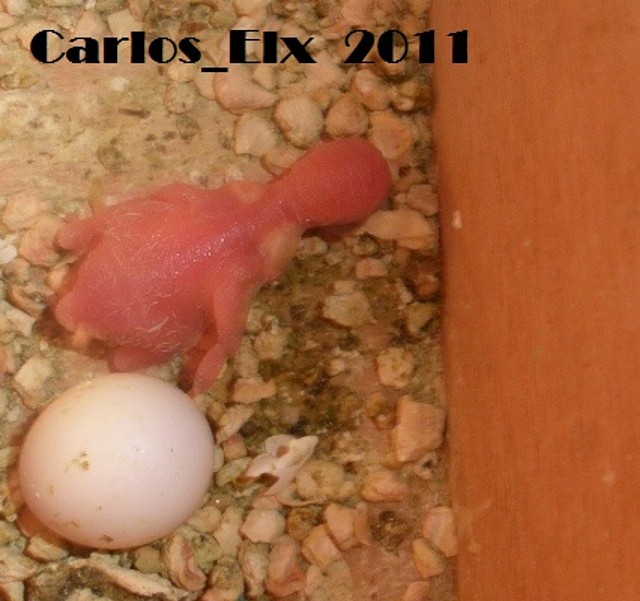 el 5 pollo 11-2-11