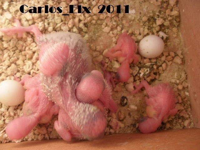 todos 11-2-11