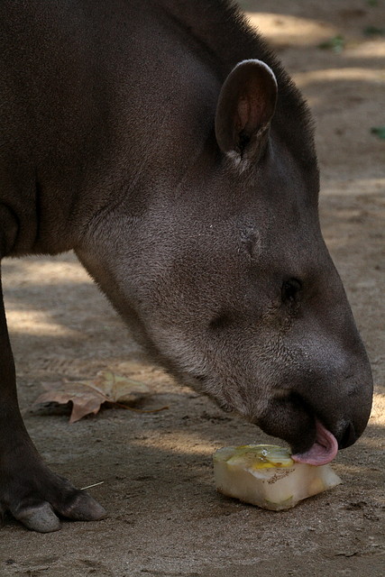 Zoo de Barcelona 04-12-2010 1522 Zoo de Barcelona 04-12-2010 1522