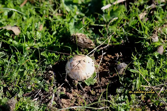 17, hongos, marca