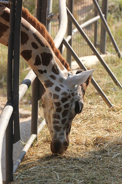 Zoo de Barcelona 14-09-11 313 Zoo de Barcelona 14-09-11 313