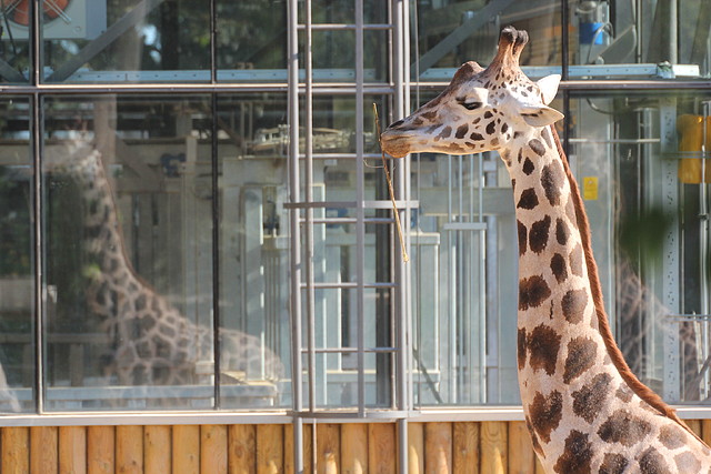 Zoo de Barcelona 14-09-11 320 Zoo de Barcelona 14-09-11 320