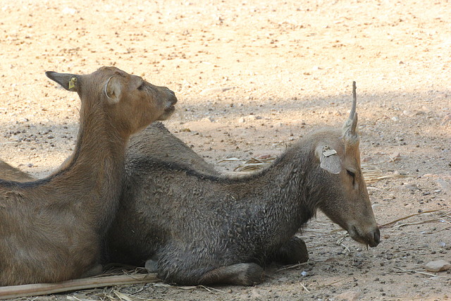 Zoo de Barcelona 14-09-11 317 Zoo de Barcelona 14-09-11 317