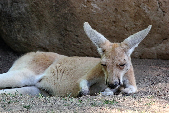 Zoo de Barcelona 14-09-11 493 Zoo de Barcelona 14-09-11 493