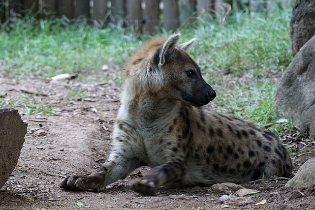 Zoo de Barcelona 26-09-11 514 Zoo de Barcelona 26-09-11 514