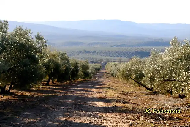 23, camino de olvera, marca