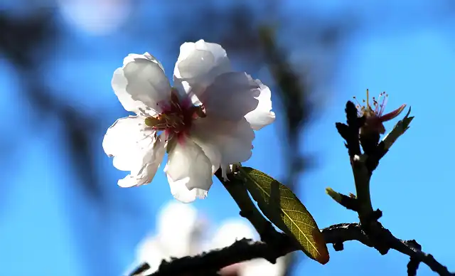 flor de almendro 1