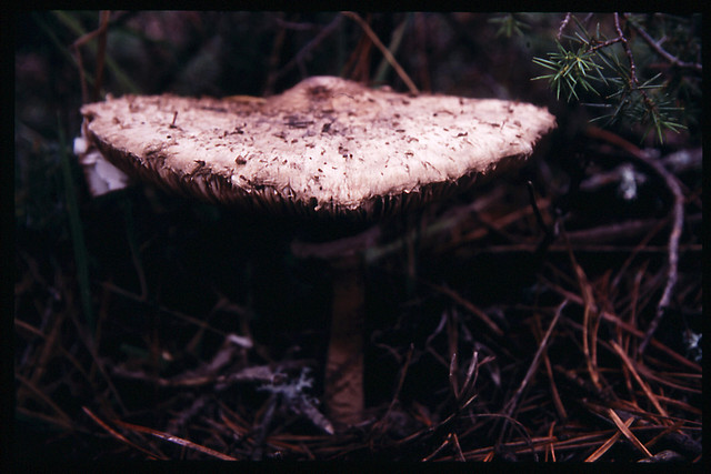 Macrolepiota procera