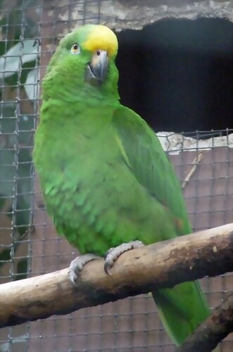 Amazona ochrocephala Amazona ochrocephala