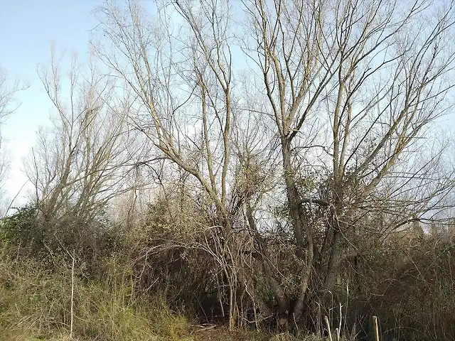 Salix fragilis huerto