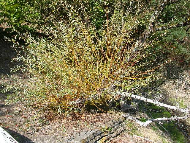 DSCN7555 DSCN7555