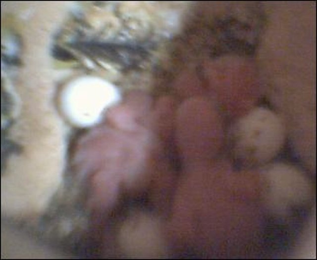 PICHONES_2 PICHONES_2