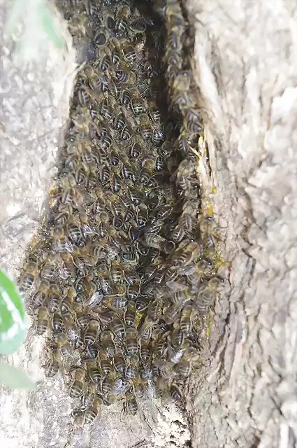 foto abejas tronco