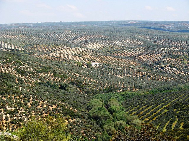 panormica de losilla