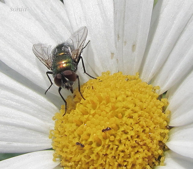 mosca macro mosca macro