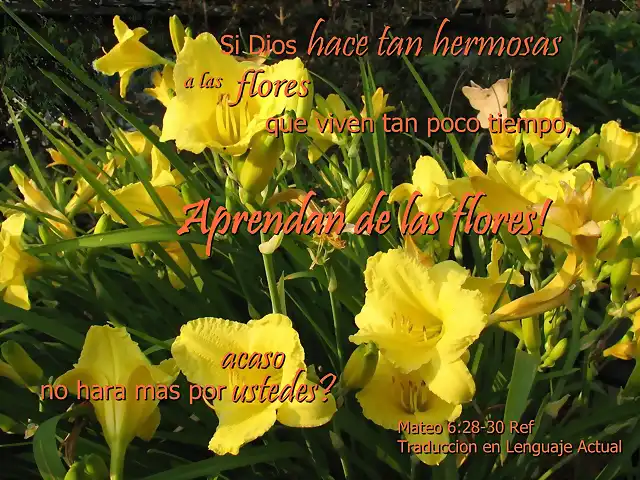 aprendan_de_las_flores