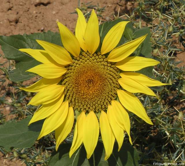 girasol1