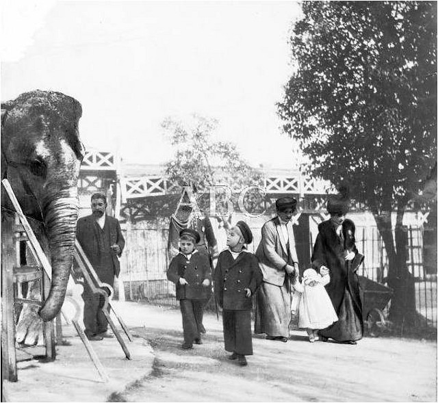 elefante_1 elefante_1