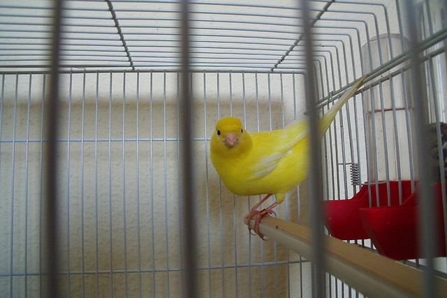 Panchi Panchi