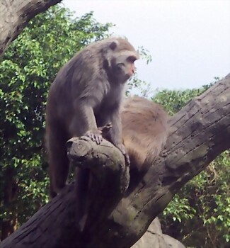 Macaca cyclopis Macaca cyclopis