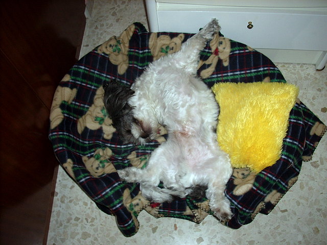 shan boca arriba cesta shan boca arriba cesta