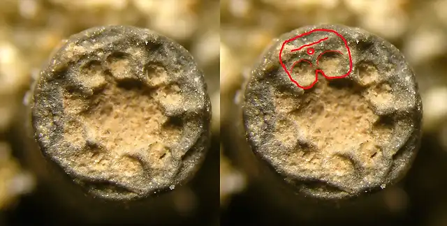 Caliz crinoide 13b FAM