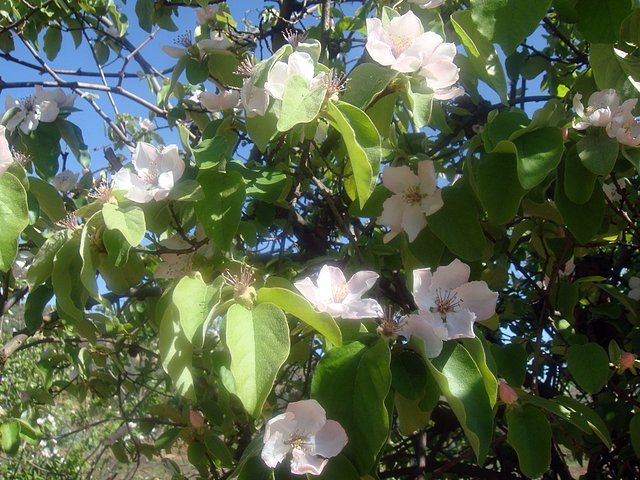 flor del membrillo