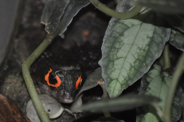 ESCINCO COCODRILO DE OJOS ROJOS