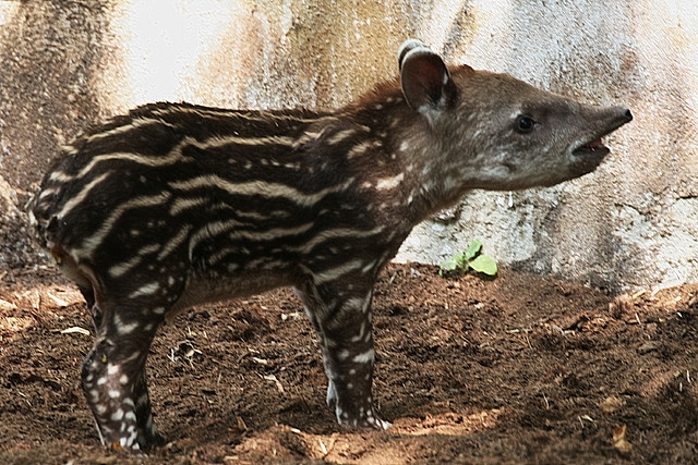 Zoo de Barcelona 03-08-2010 030 Zoo de Barcelona 03-08-2010 030