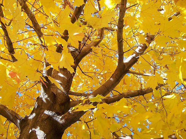 Fall\'s Maple