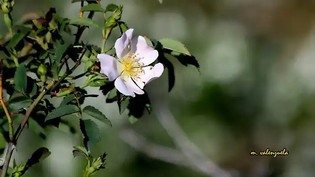 11, rosa silvestre, marca