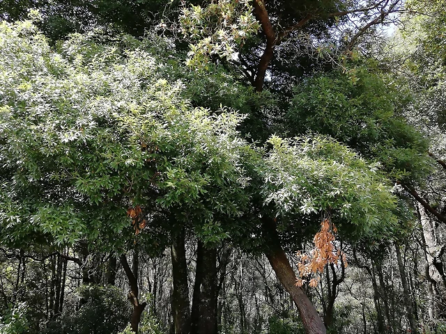 quercus laurina quercus laurina