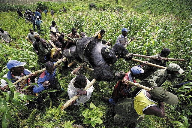 gorila-congo gorila-congo