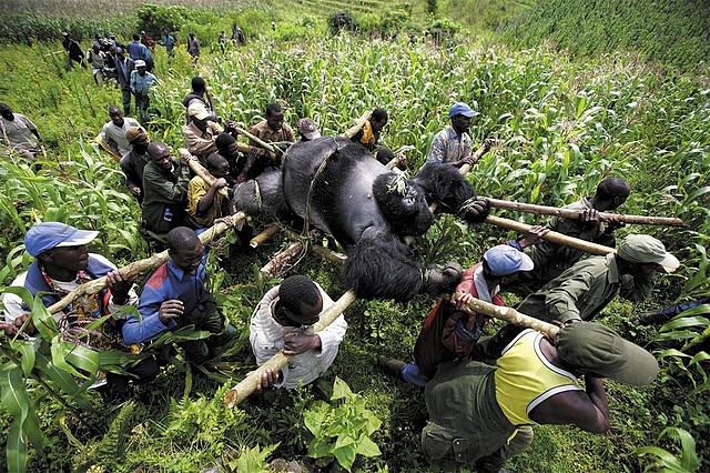 gorila-congo