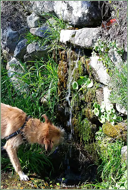 Camino del Agua. Mogarraz Monforte 8 marzo 14 (206)