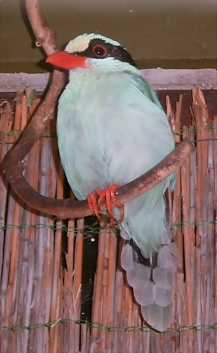 Cissa chinensis Cissa chinensis