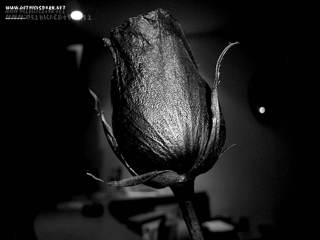 rosas_negras_gothicvsdark.net_ (2)