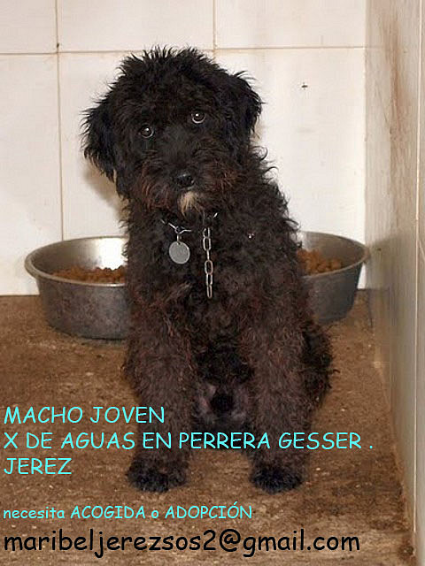 macho joven perrera de Gesser JEREZ