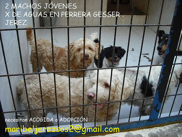 2 machos jvenes en perrera Gesser JEREZ