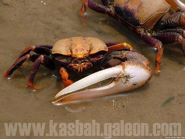 Hasta los goroboros del Boss, de Kasbah y de los 4x4 Hasta los goroboros del Boss, de Kasbah y de los 4x4