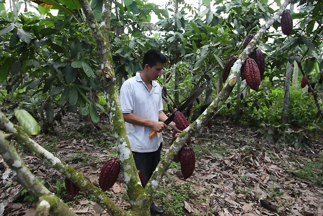 Los Naranjos