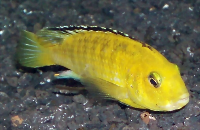 Labidochromis caeruleus Labidochromis caeruleus