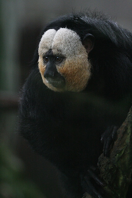 Zoo Lunaret + Sigean 18 i 19-09-10 810 Zoo Lunaret + Sigean 18 i 19-09-10 810