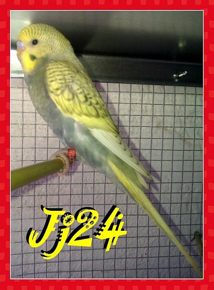 One jj24