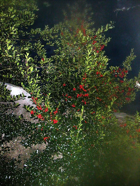 DSCN7252 DSCN7252